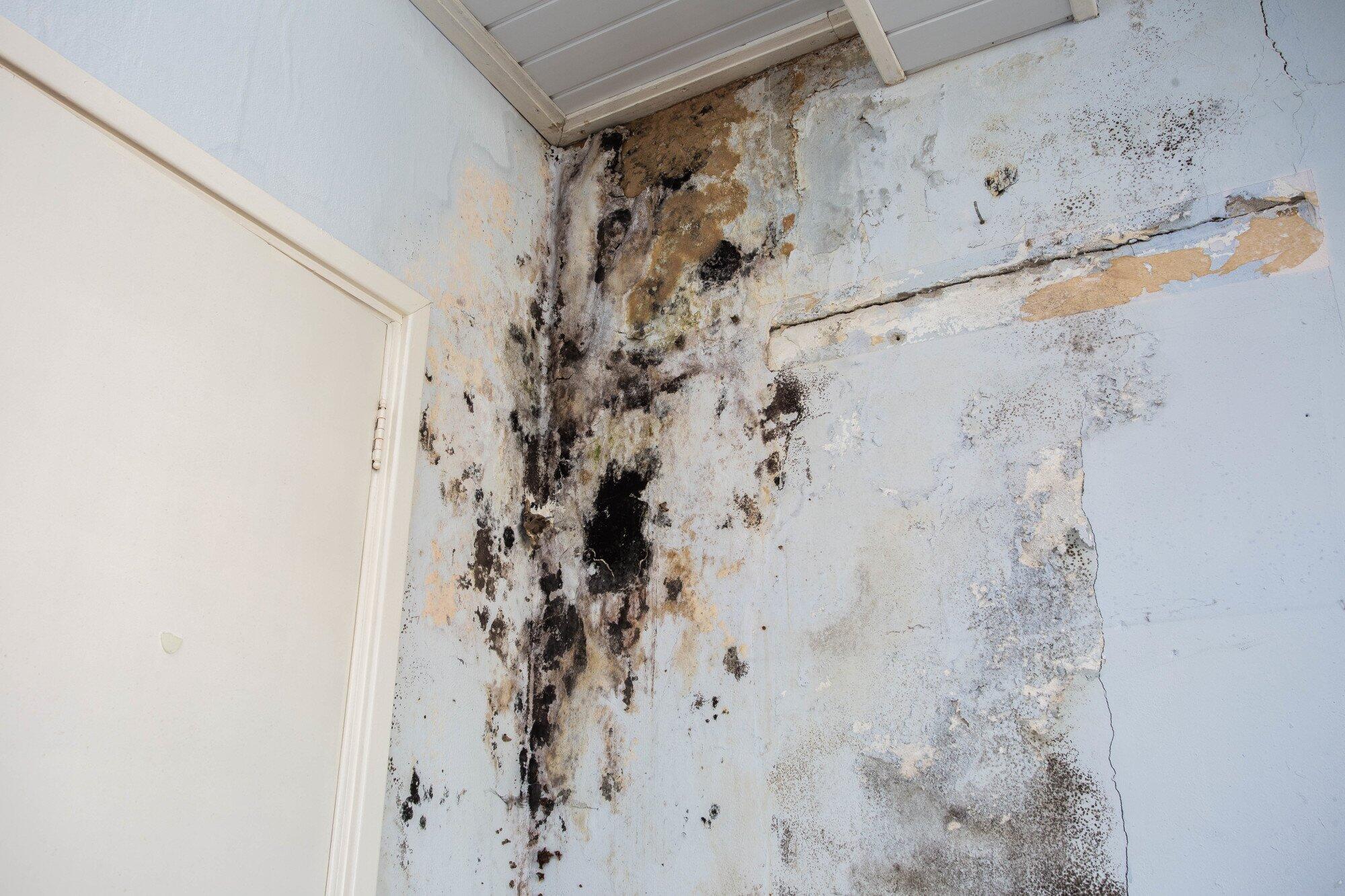 Brown Mold in Houses