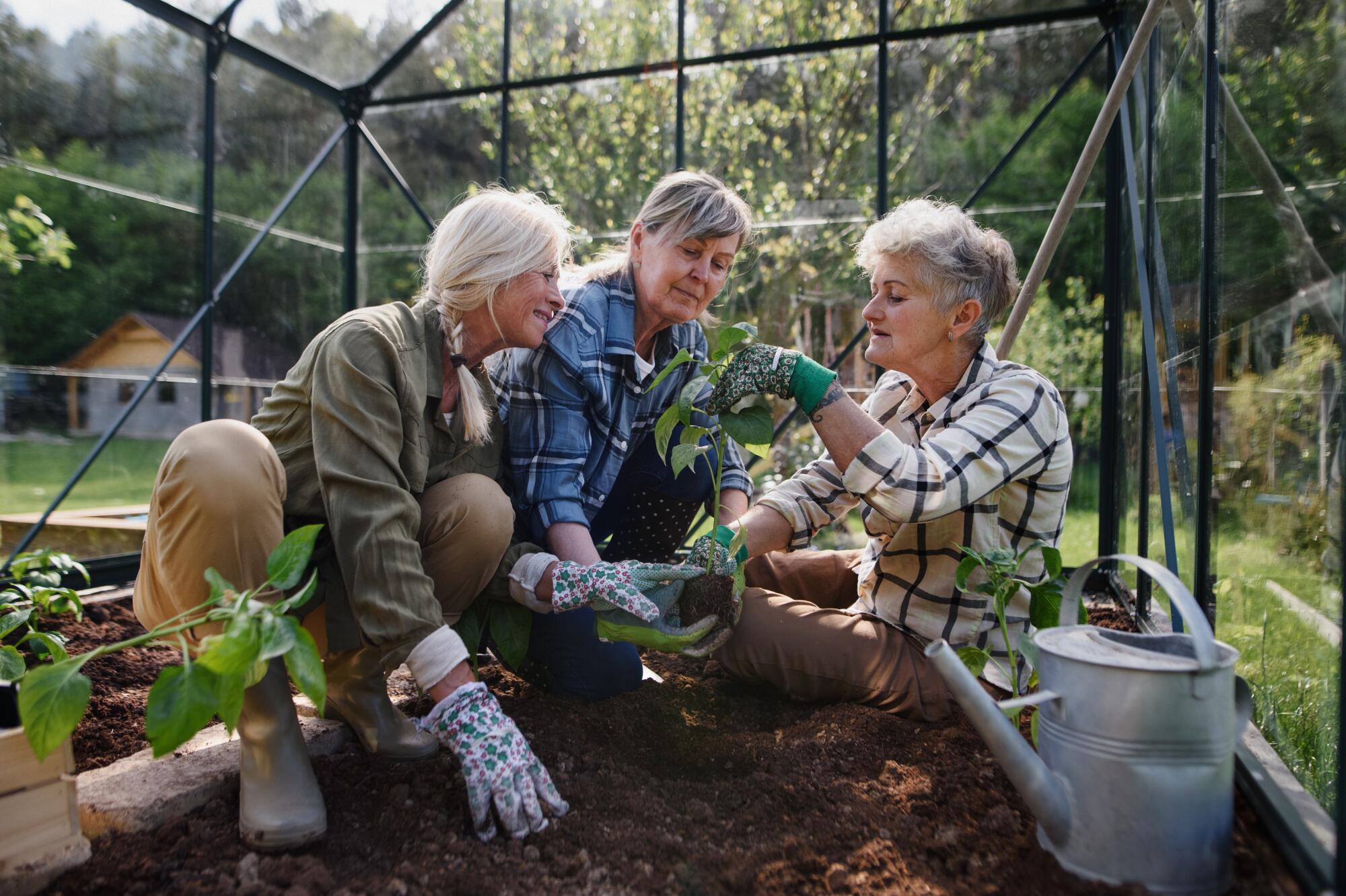 Community Gardens: Wellness and Joy for Aging Adults