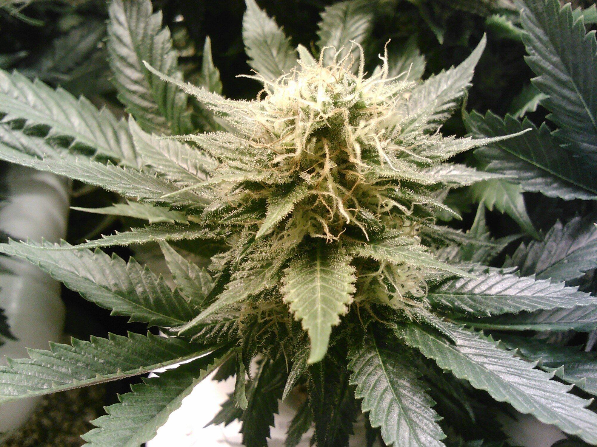 Integrating Full-Spectrum CBD into Holistic Health Practices