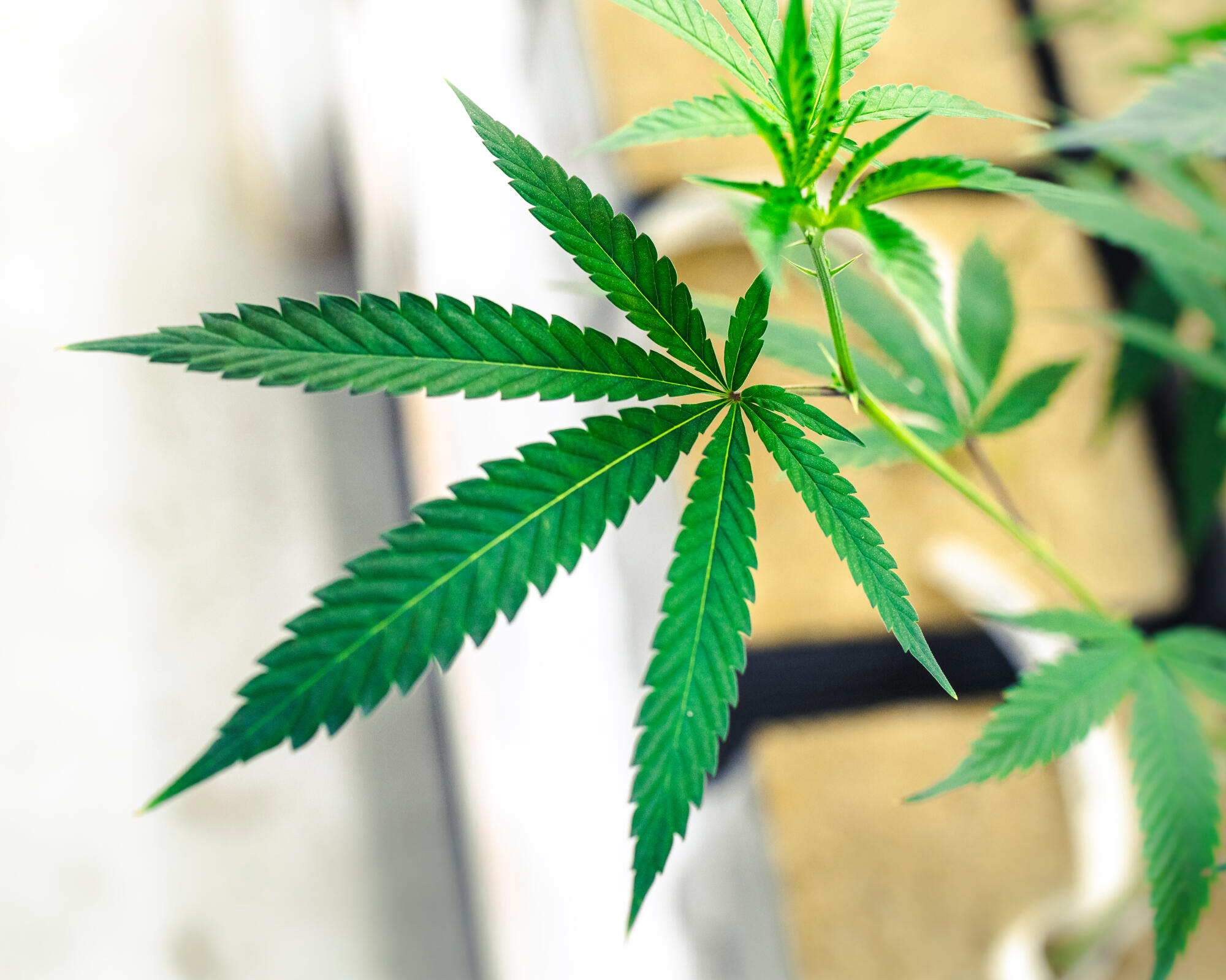 A Beginner’s Guide to Shopping at a Cannabis Dispensary